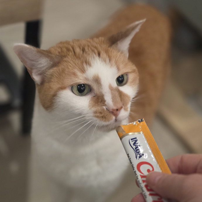 Cat Care Specialist  25 Yrs Experience