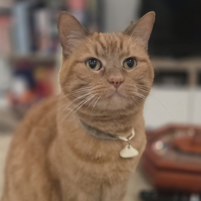 Cat Care Specialist  25 Yrs Experience