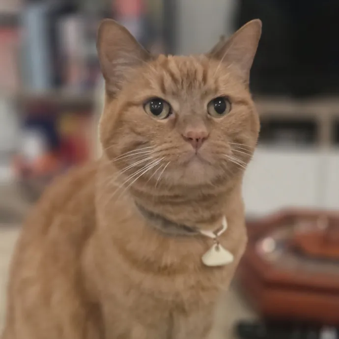 Cat Care Specialist  25 Yrs Experience
