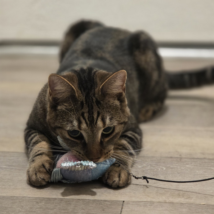 Cat Care Specialist  25 Yrs Experience