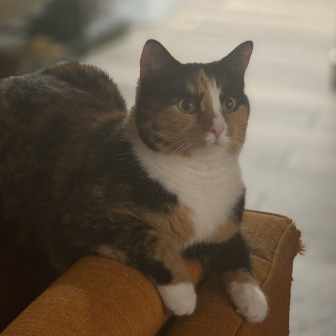 Cat Care Specialist  25 Yrs Experience