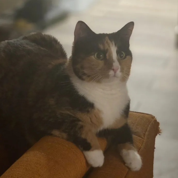 Cat Care Specialist  25 Yrs Experience