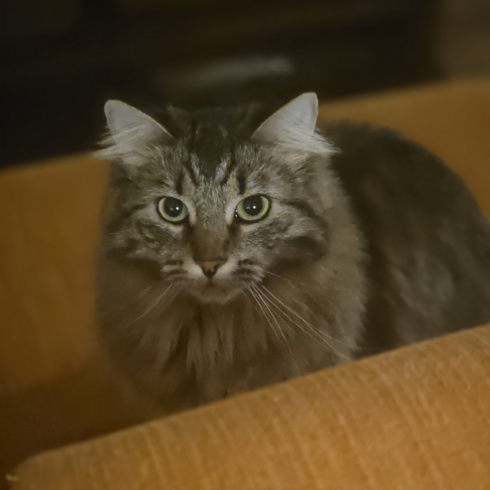 Cat Care Specialist  25 Yrs Experience