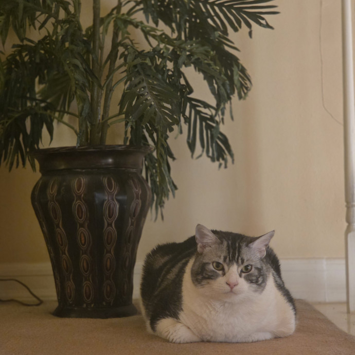 Cat Care Specialist  25 Yrs Experience