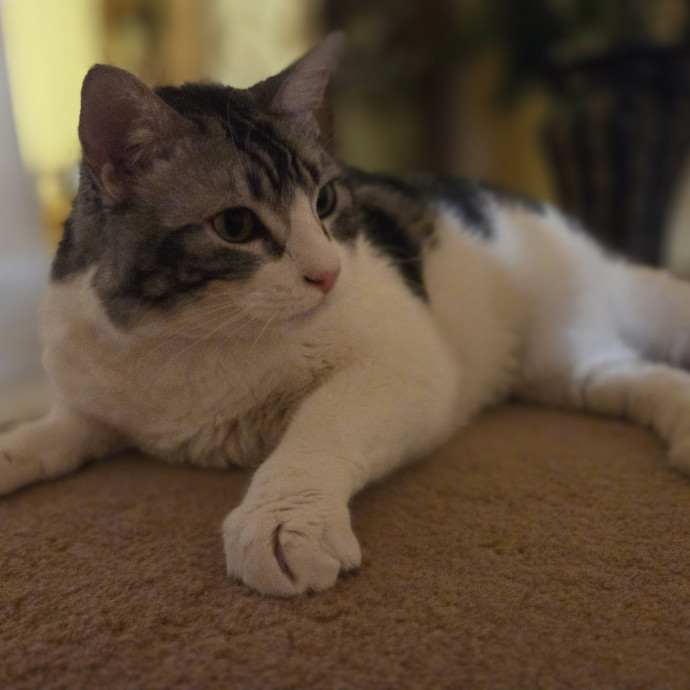 Cat Care Specialist  25 Yrs Experience