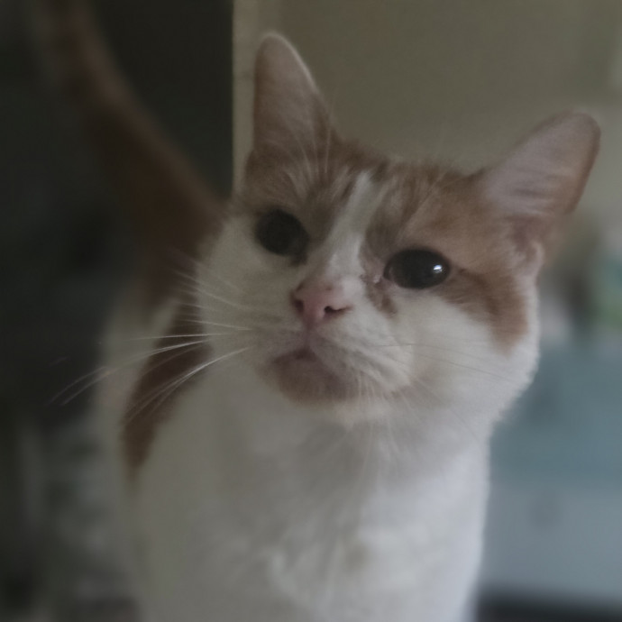 Cat Care Specialist  25 Yrs Experience