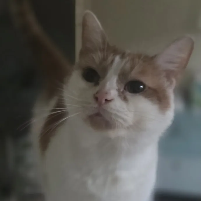 Cat Care Specialist  25 Yrs Experience