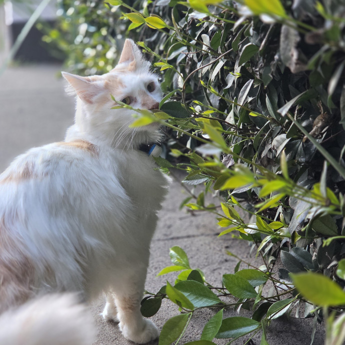 Cat Care Specialist  25 Yrs Experience