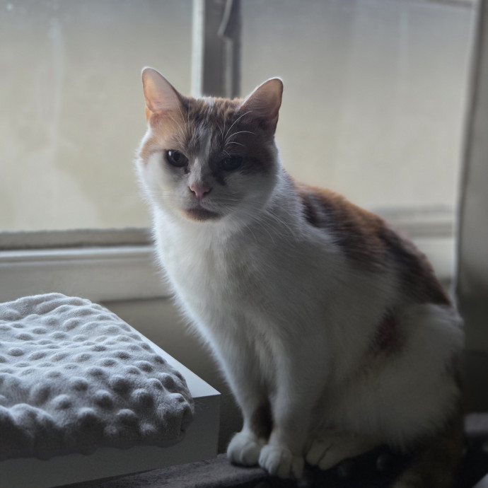 Cat Care Specialist  25 Yrs Experience