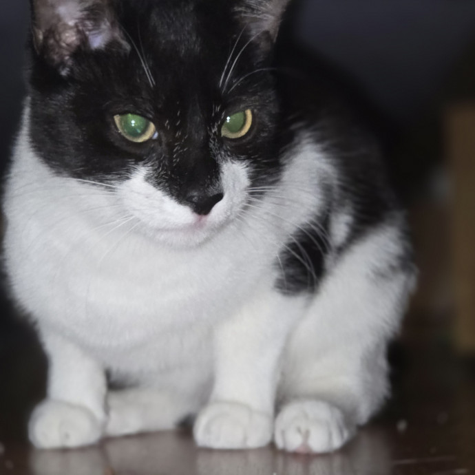 Cat Care Specialist  25 Yrs Experience