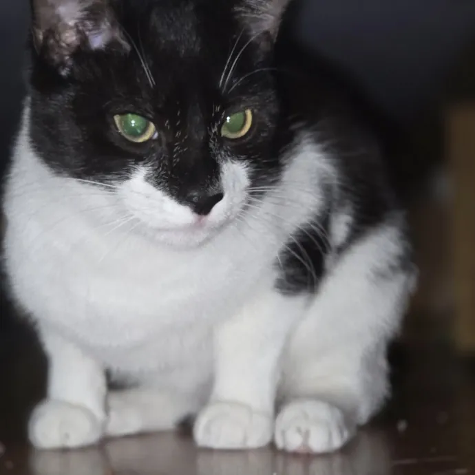 Cat Care Specialist  25 Yrs Experience