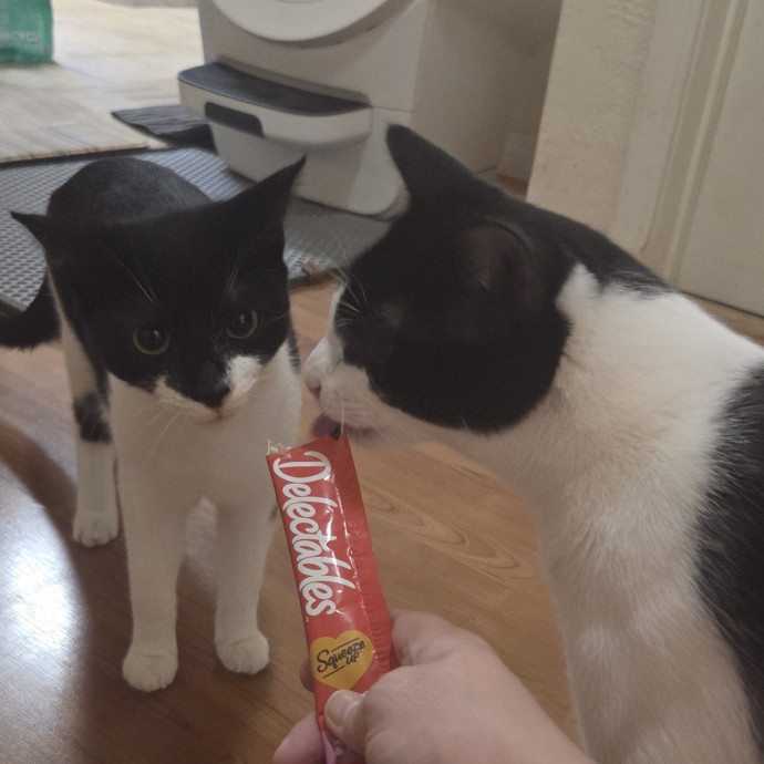 Cat Care Specialist  25 Yrs Experience