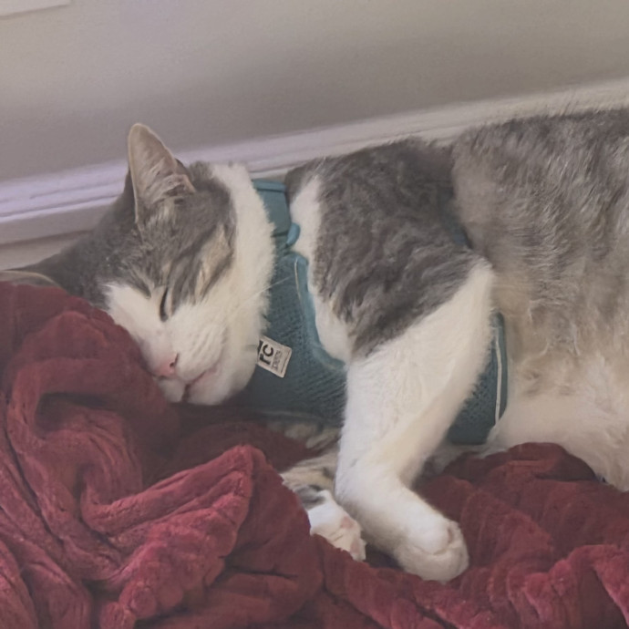 Cat Care Specialist  25 Yrs Experience