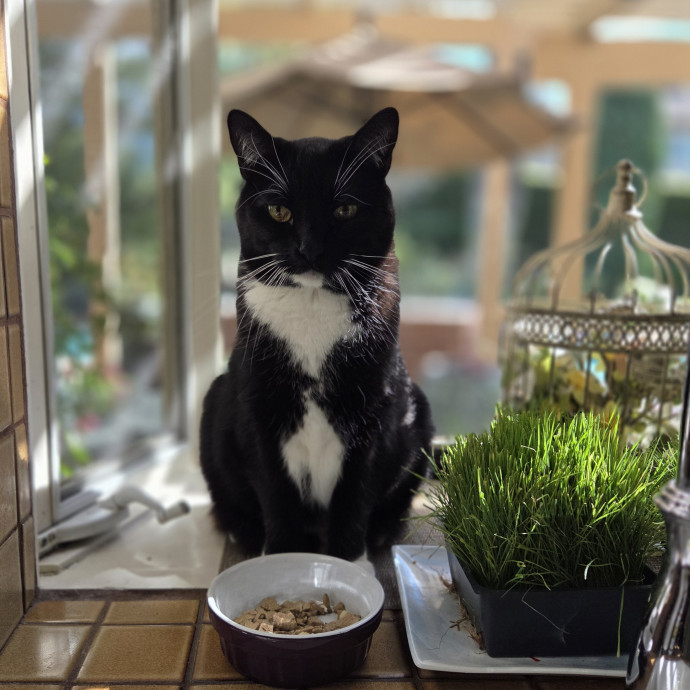 Cat Care Specialist  25 Yrs Experience