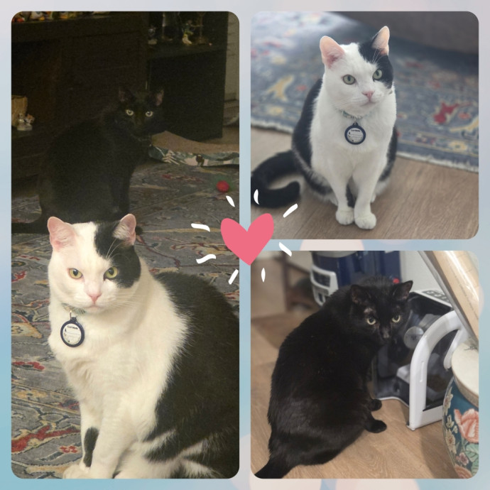 Cat Care Specialist  25 Yrs Experience