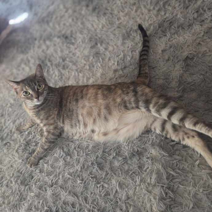Cat Care Specialist  25 Yrs Experience