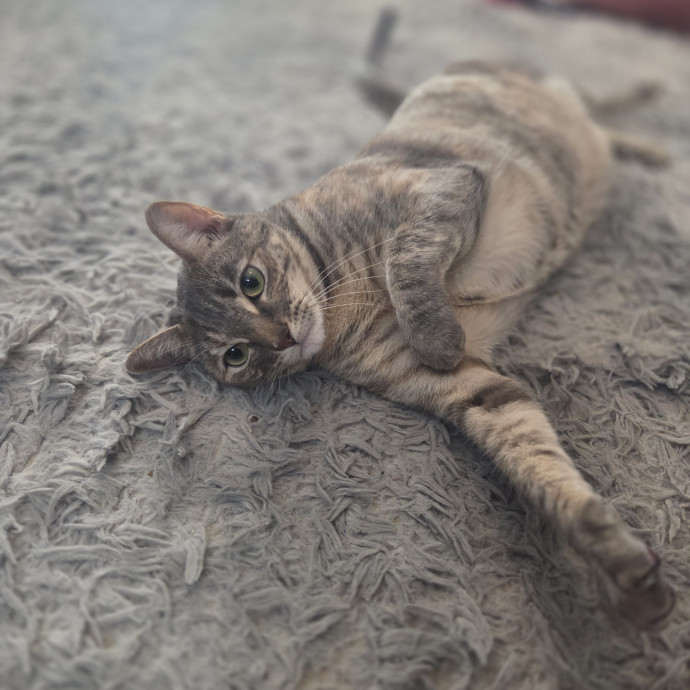 Cat Care Specialist  25 Yrs Experience