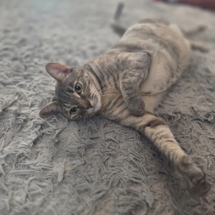 Cat Care Specialist  25 Yrs Experience
