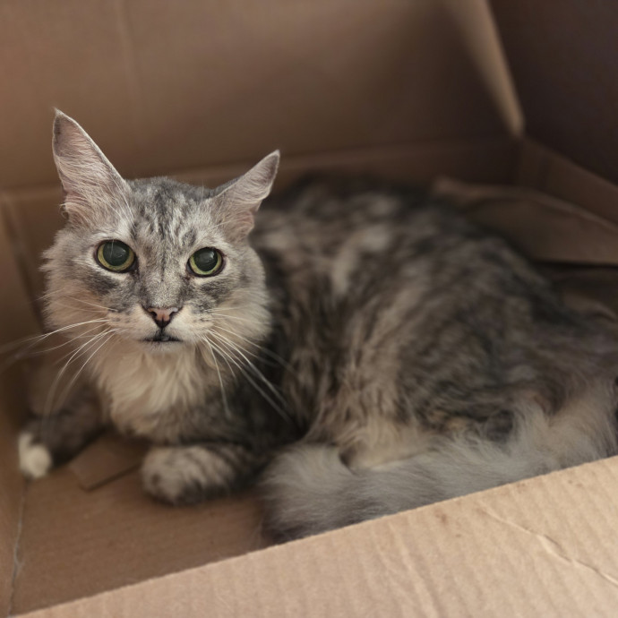Cat Care Specialist  25 Yrs Experience