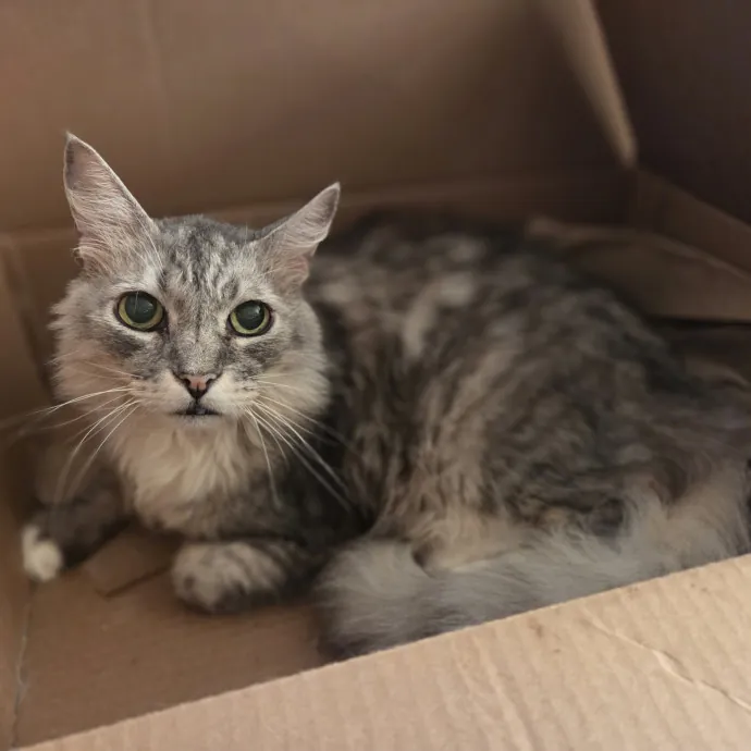 Cat Care Specialist  25 Yrs Experience