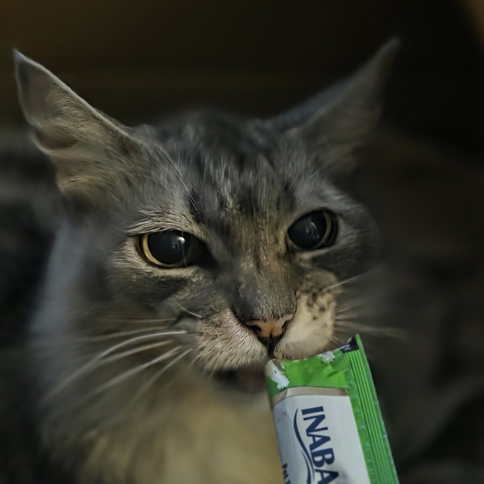 Cat Care Specialist  25 Yrs Experience