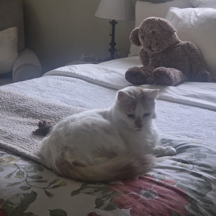 Cat Care Specialist  25 Yrs Experience