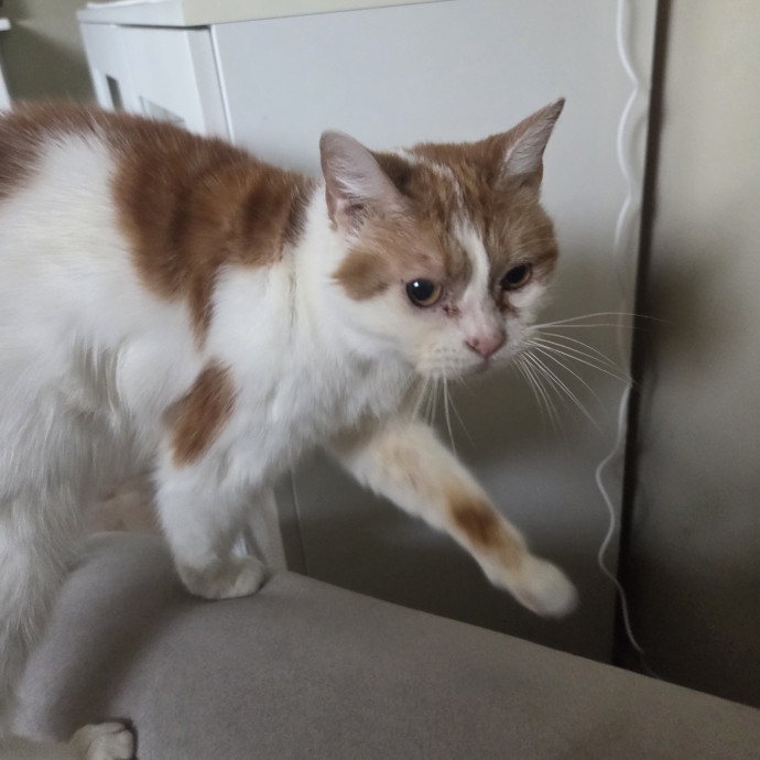 Cat Care Specialist  25 Yrs Experience