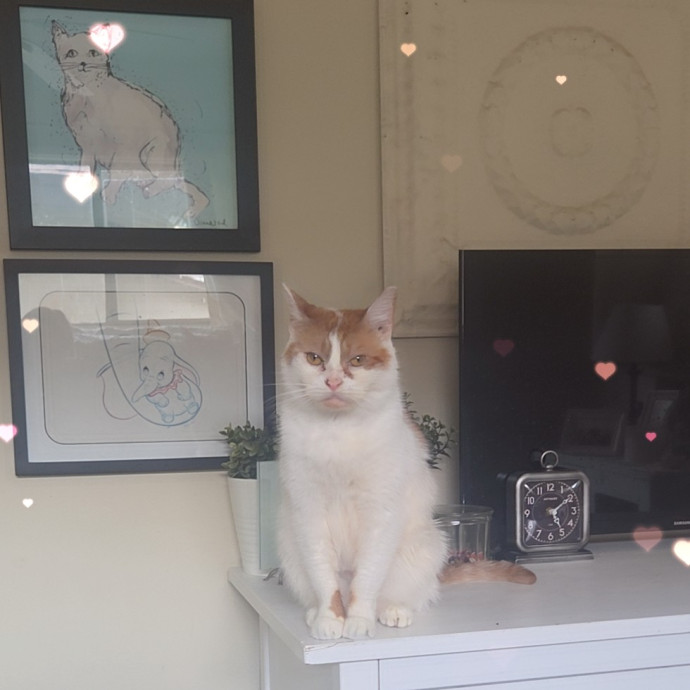 Cat Care Specialist  25 Yrs Experience