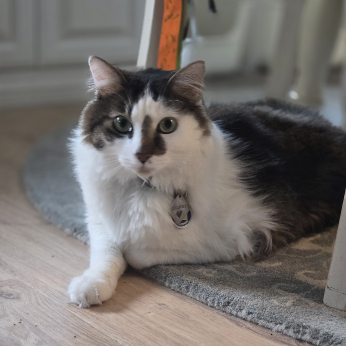 Cat Care Specialist  25 Yrs Experience