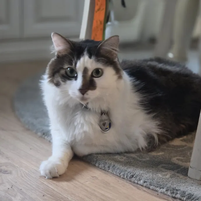 Cat Care Specialist  25 Yrs Experience