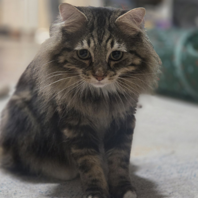 Cat Care Specialist  25 Yrs Experience