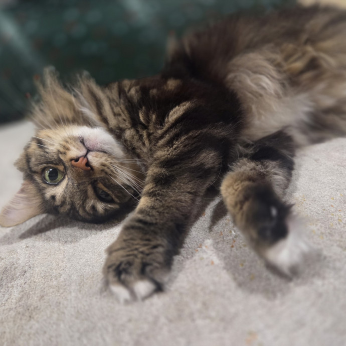 Cat Care Specialist  25 Yrs Experience