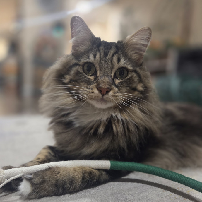 Cat Care Specialist  25 Yrs Experience
