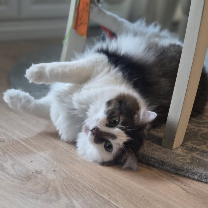 Cat Care Specialist  25 Yrs Experience