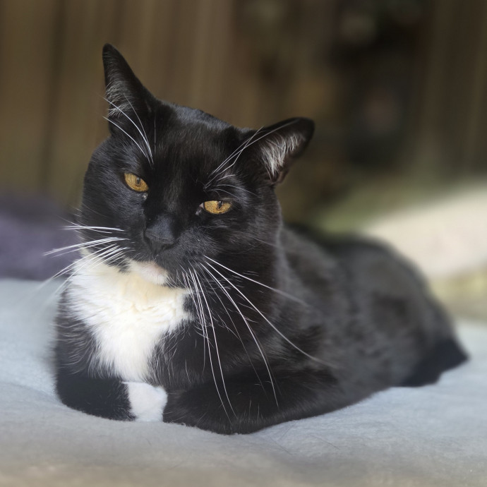 Cat Care Specialist  25 Yrs Experience