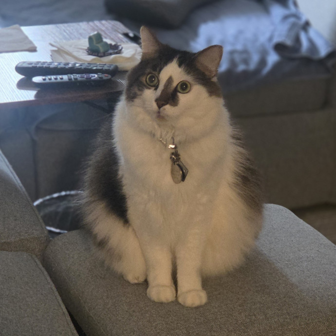 Cat Care Specialist  25 Yrs Experience