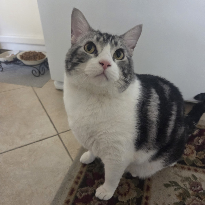 Cat Care Specialist  25 Yrs Experience