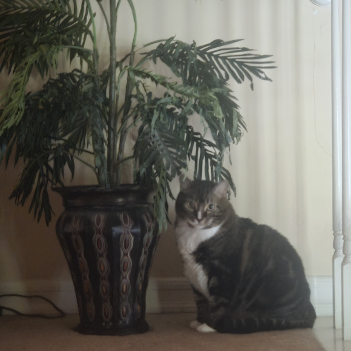 Cat Care Specialist  25 Yrs Experience