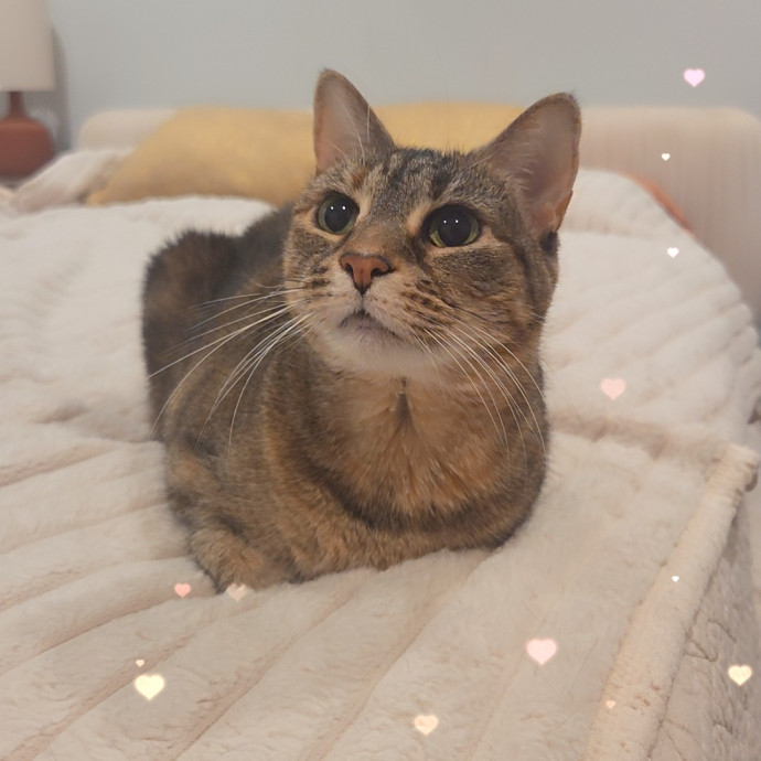Cat Care Specialist  25 Yrs Experience
