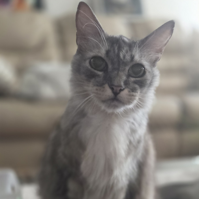 Cat Care Specialist  25 Yrs Experience