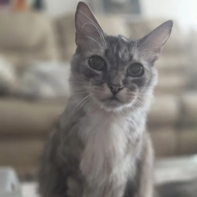 Cat Care Specialist  25 Yrs Experience