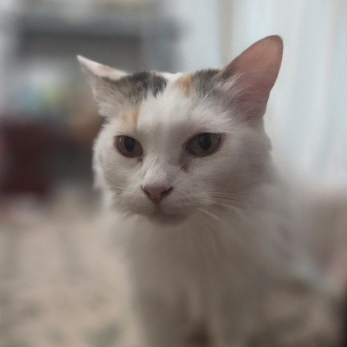 Cat Care Specialist  25 Yrs Experience
