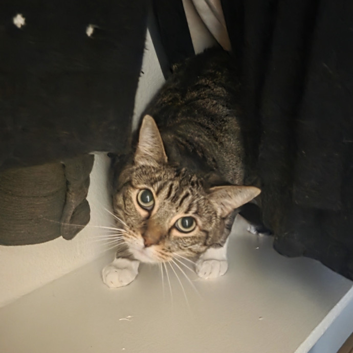 Cat Care Specialist  25 Yrs Experience