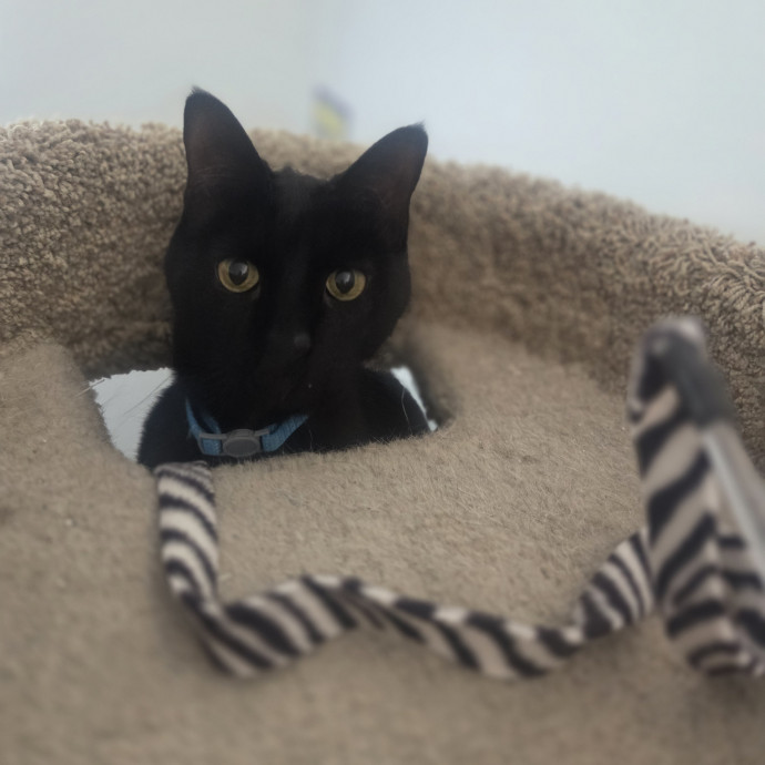 Cat Care Specialist  25 Yrs Experience photo 3