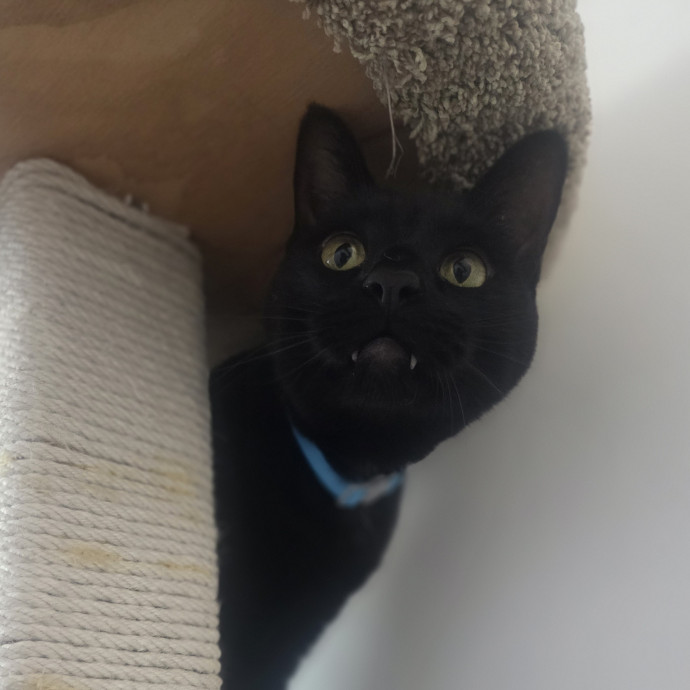 Cat Care Specialist  25 Yrs Experience photo 2