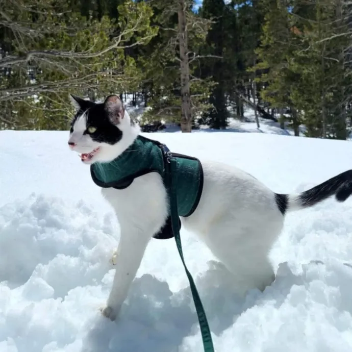 Nine Lives Concierge