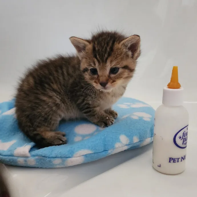 Nine Lives Concierge