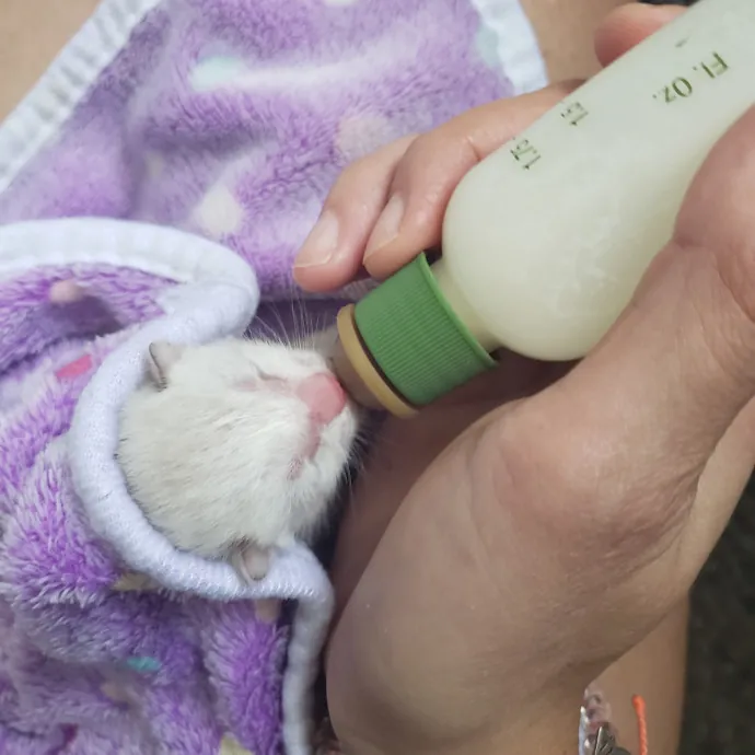 Nine Lives Concierge