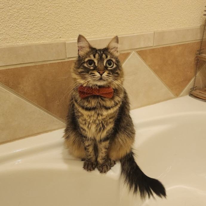 Nine Lives Concierge