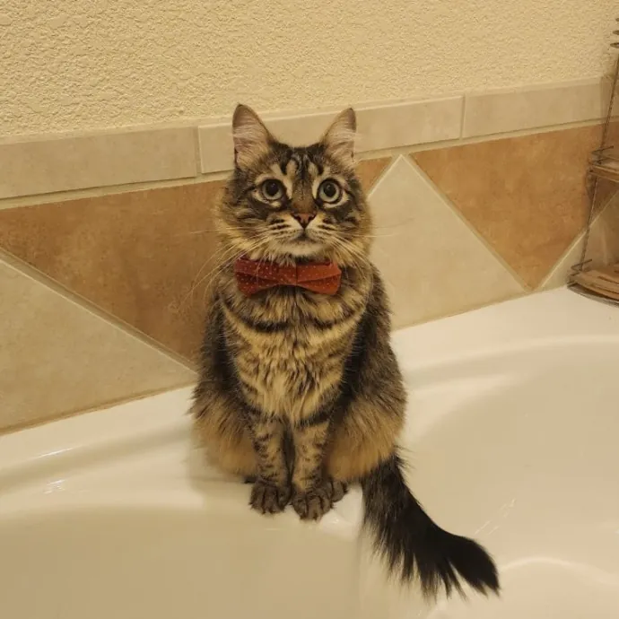 Nine Lives Concierge